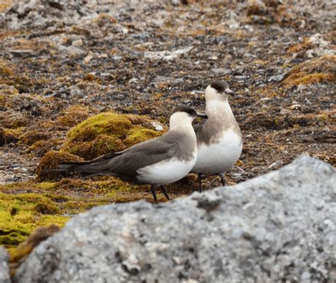 5 Arctic Skua Facts: They Are Skillful Robbers in the Air - Odd Facts