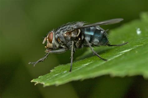 diptera      diptera stock  hd images