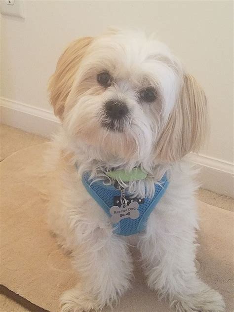 Gallery Lend A Helping Paw Shih Tzu Rescue