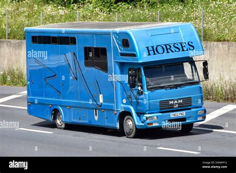 Side & front view blue Man animal transport lorry truck and driver in ...