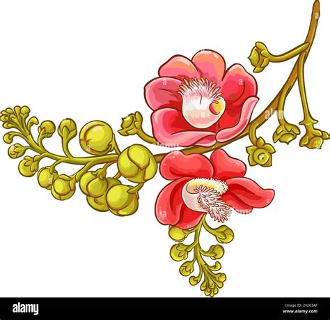 Brazil Nut Flowers Colored Detailed Illustration Stock Vector Image