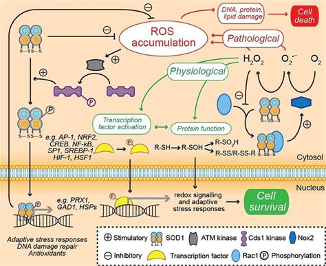 Sod Antioxidant Function And Redox Signaling Aside From The Enzymatic