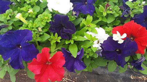 Petunia – Growing Gardens