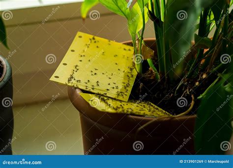 Dark-winged Fungus Gnats - Yellow Sticky Trap Stock Image - Image of ...