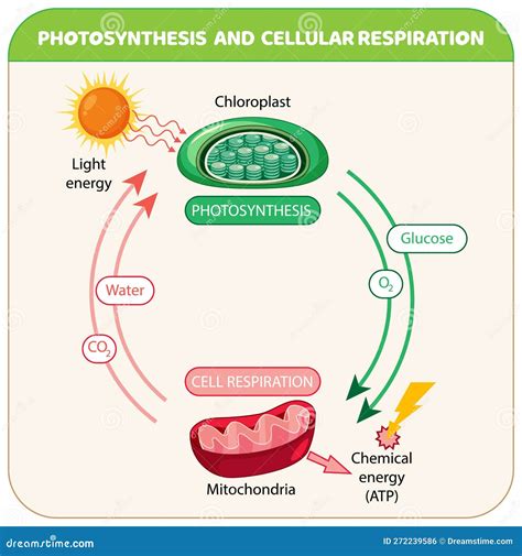 Photosynthesis And Cellular Respiration Diagram Vector Illustration | CartoonDealer.com #274260468