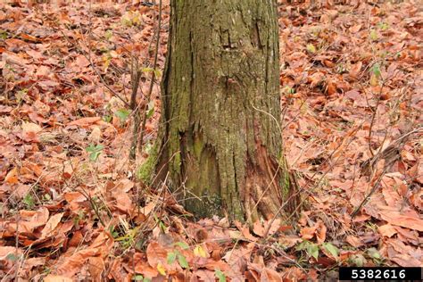 Chestnut Blight Or Canker Cryphonectria Parasitica