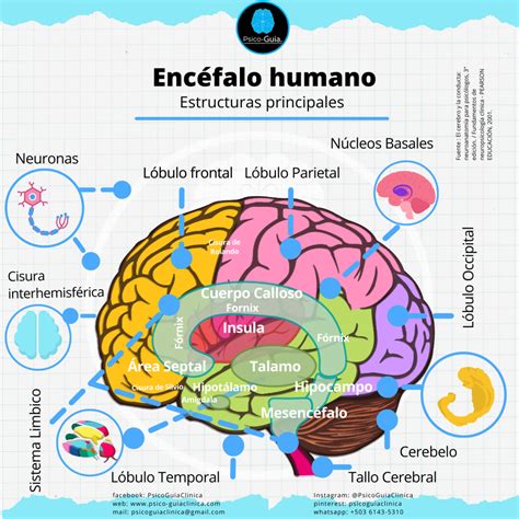 Qué es el encéfalo Definición y estructuras Psico Guia