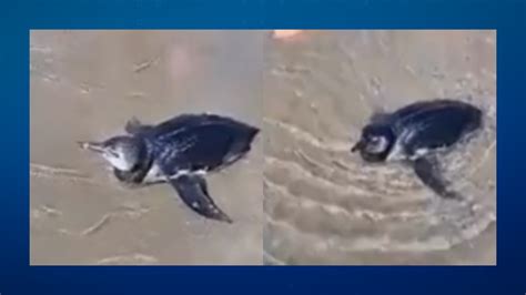 VÍDEO Pinguim de Magalhães é resgatado em praia de Praia Grande Thmais