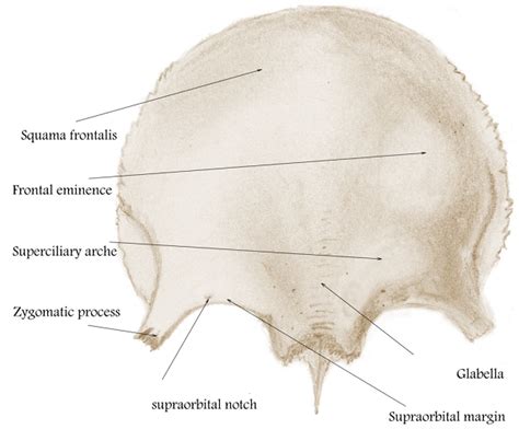 Frontal Bone - The Definitive Guide | Biology Dictionary