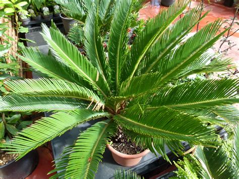 Cycas Revoluta Sagou Du Japon Sagoutier Foug Re Palmier Mini