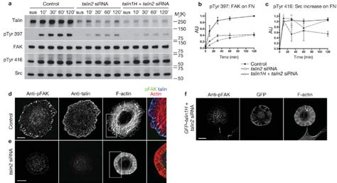 Talin Depletion Impairs Fak Tyr Phosphorylation Upon Adhesion To