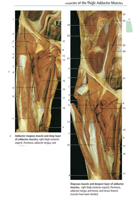 Deeper Adductor Thigh Diagram Quizlet