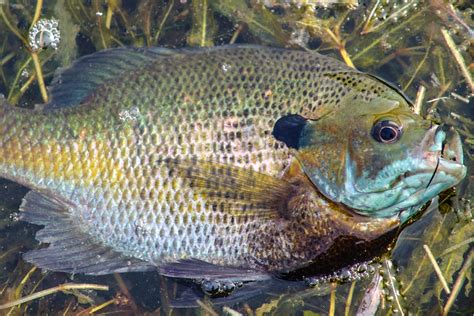 Best Bluegill Fishing In Northern Illinois Unique Fish Photo