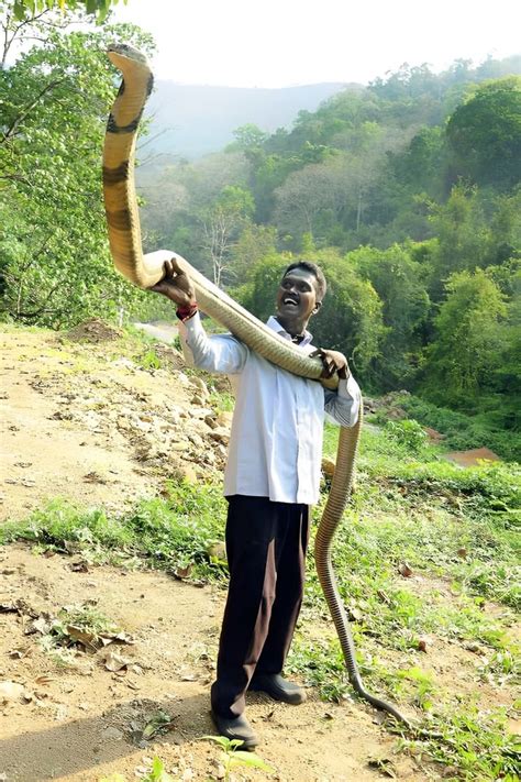 World Record King Cobra