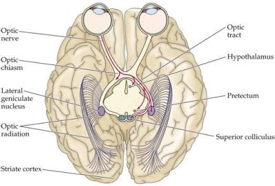 Medial and Lateral Geniculate Body - Kypho