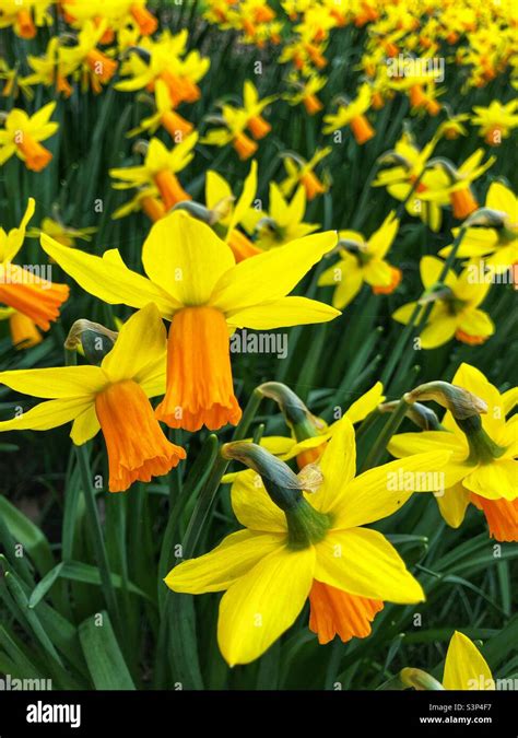 Daffodils in bloom Stock Photo - Alamy