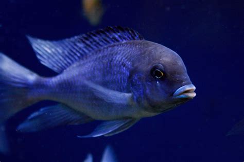 Blue Dolphin Cichlid: Species Profile & Care Guide