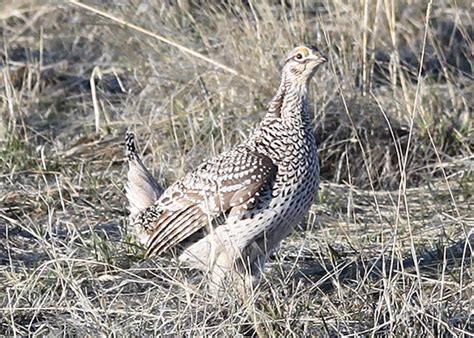 Sharp-tailed Grouse | Audubon Minnesota