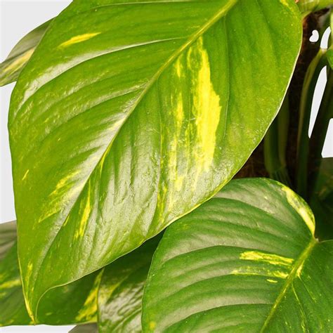 Epipremnum Aureum 35 Cm