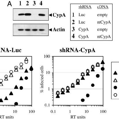 Cypa Protein Levels Determine The Degree Of Hiv Restriction In Rhesus