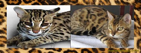 Bengal Cat, Leopard Cat >> Marie Bengal Cattery