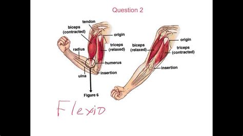 Agonist Muscle Chart