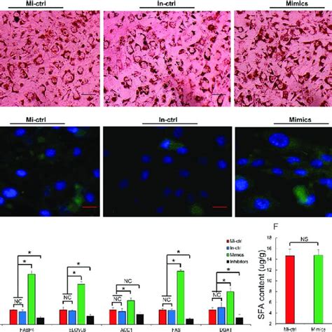 MiR 143 3p Promotes Preadipocyte Differentiation A The Transfection