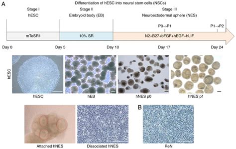 Comparative Analysis Of Human Embryonic Stem Cellderived Neural Stem