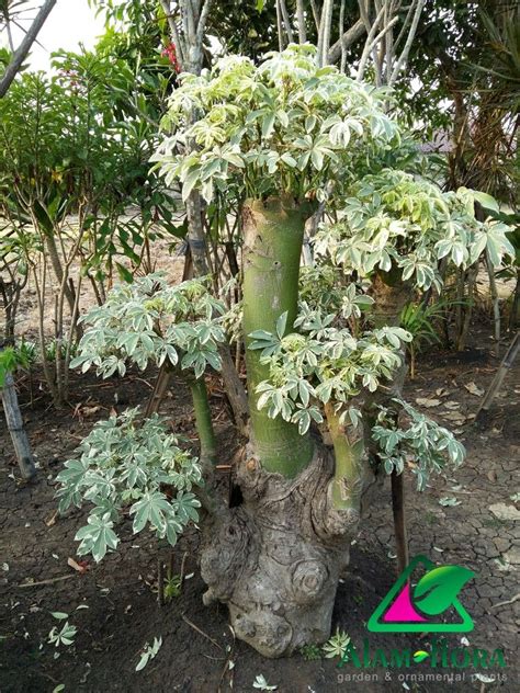 Bonsai Randu Atau Kapuk Variegata Bonsai Bonsai Taman Tanaman