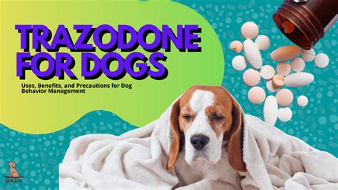 Trazodone For Dogs: Uses, Benefits, And Precautions For Dog Behavior Management | Bark For More