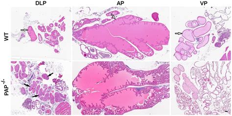 The Panels Show An Overview Of The 12 Old Mice Prostate Dissected