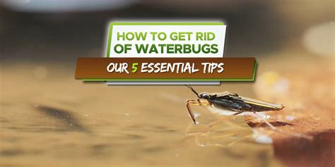 How To Get Rid Of Waterbugs Our Tips That Work Grow Your Yard