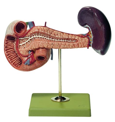 Pancreas Model Anterior Diagram Quizlet