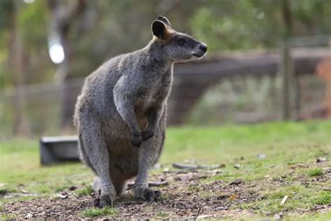 Swamp Wallaby - Facts, Diet, Habitat & Pictures on Animalia.bio