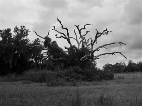 Florida Tree Florida Trees Tree Florida