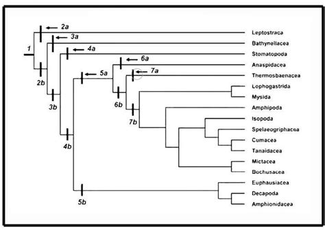 Cladogram Depicting The Phylogenetic Relationships Of The Major