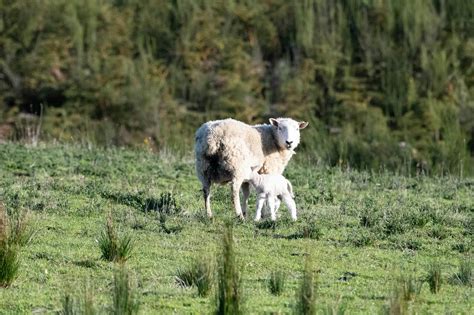 Sheep New Zealand Photos, Download The BEST Free Sheep New Zealand Stock Photos & HD Images