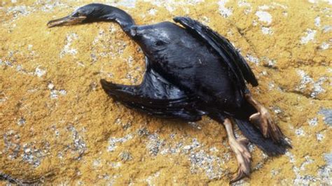 How oil spills harm birds, dolphins, sea lions and other wildlife | CNN