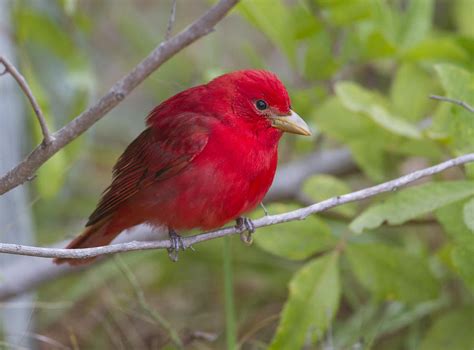 Summer Tanager 8 Photograph By Doug Lloyd Pixels