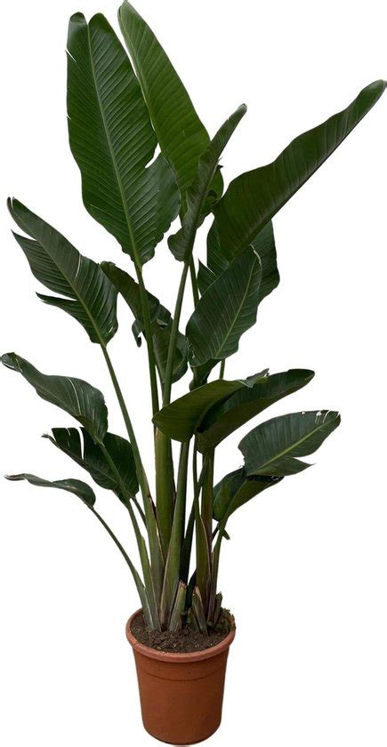 Paradijsvogelplant Strelitzia Augusta Multi Stam Hoogte 200cm Potmaat