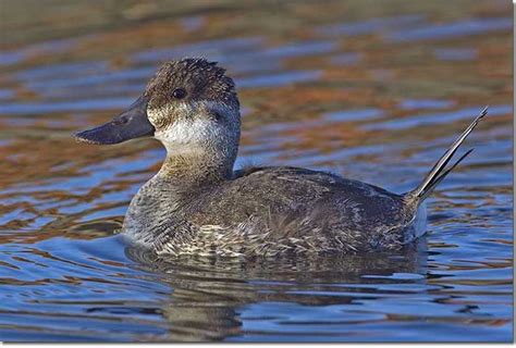 Ruddy Duck - ID, Facts, Diet, Habit & More | Birdzilla