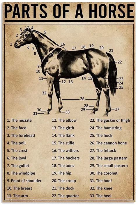 Horse Knowledge Metal Tin Sign Parts Of Horse Retro Poster Cafe Farm Living Room Bathroom ...