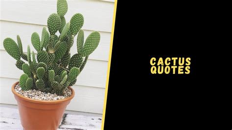 Top 17 Best Quotes About Cactus That Will Blow Your Mind