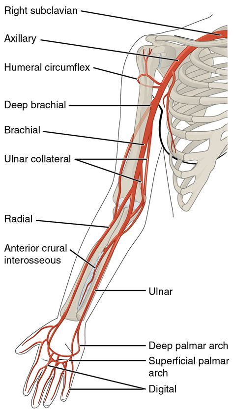 Circulatory Pathways · Anatomy and Physiology