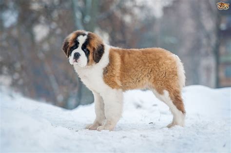 Saint Bernard Dog Breed Facts Highlights And Buying Advice