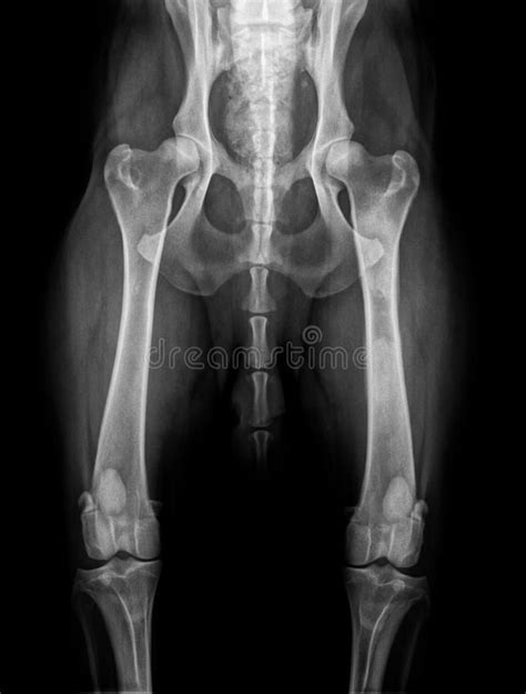 DOG HIP X-RAY , PANOSTEITIS. X-ray of a pathologic pelvis and femurs of ...
