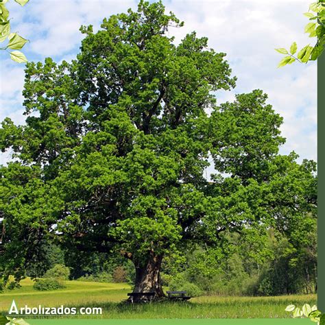 Árbol de roble Características Origen y Cultura