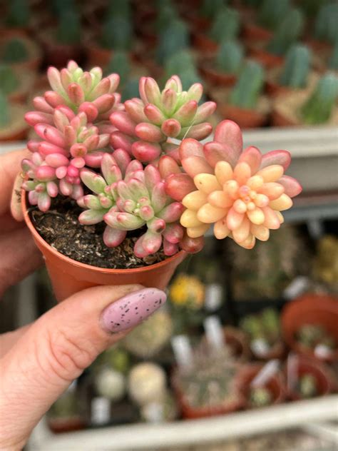 Sedum Rubrotinctum Aurora Sukulenty Sedum Kaktusy Sukulenty I