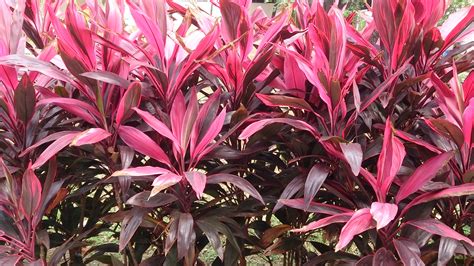 Cordyline Terminalis Dracena Kiwi Palmita Roja Dracenia