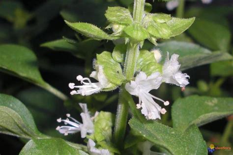 Seminare Basilico Aromatiche Come E Quando Seminare Il Basilico